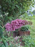 Vlinderstruik (buddleya) roze / paars, Tuin en Terras, Planten | Tuinplanten, Ophalen, Zomer, Vaste plant, Overige soorten