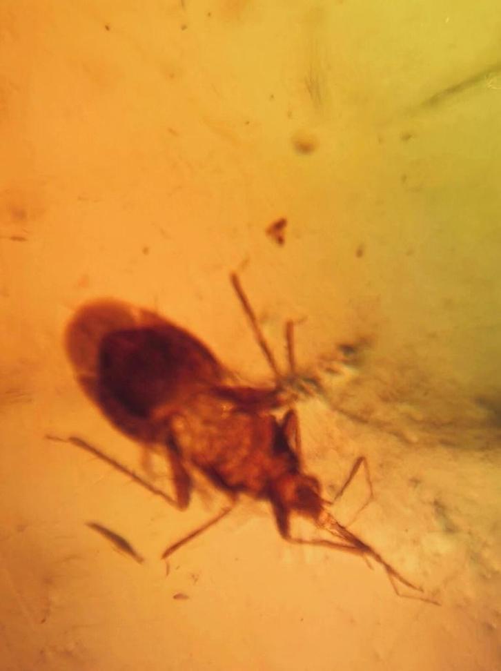 Birmees Amber (R) met insluiting van ongewoon onbekend insec, Verzamelen, Mineralen en Fossielen, Fossiel, Verzenden