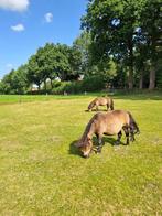 Dieren oppas, Januari, Meerdere dieren