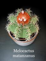 cactus - zaden Melocactus, Huis en Inrichting, Kamerplanten, Ophalen of Verzenden, Cactus, Volle zon, Minder dan 100 cm