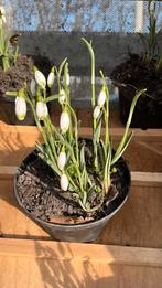 Sneeuwklokje viridispace groenpunters, Tuin en Terras, Ophalen of Verzenden, Volle zon, Knol