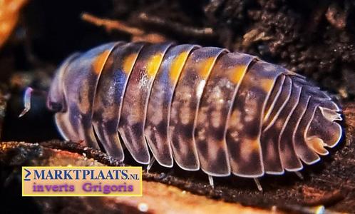 Cubaris sp. Platin Tung Song isopods / pissebedden, Dieren en Toebehoren, Insecten en Spinnen, Overige soorten