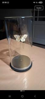 Een opgezete vlinder een koolwitje, Ophalen of Verzenden