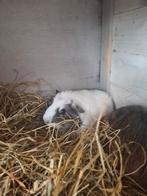 Cavia's, Dieren en Toebehoren, Knaagdieren, Mei, Mannelijk, Cavia