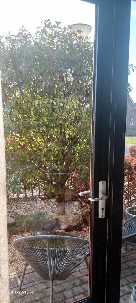 Red Robin glansmispel, Tuin en Terras, Planten | Bomen, Halfschaduw, Ophalen