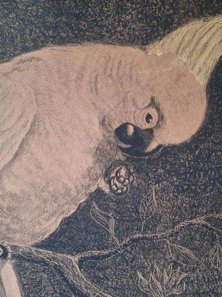 Kaketoe litho Adriaan van t hof, Antiek en Kunst, Kunst | Etsen en Gravures, Ophalen of Verzenden