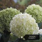 Hortensia Annabelle 12 voor €60.00, Tuin en Terras, Ophalen, Overige soorten, Halfschaduw