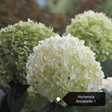 Hortensia Annabelle 12 voor €60.00 beschikbaar voor biedingen
