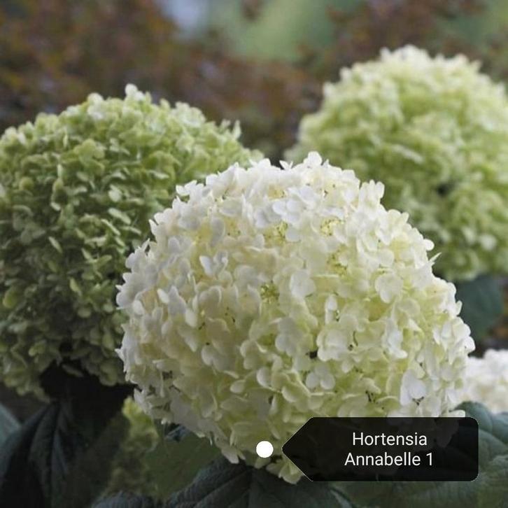 Hortensia Annabelle 12 voor €60.00, Tuin en Terras, Planten | Tuinplanten, Overige soorten, Halfschaduw, Ophalen