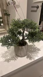 Bonsai tree, Ophalen, Zo goed als nieuw