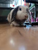 Konijntje te koop inc toebehoren, April, Mannelijk, Overige typen, Tam
