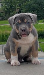 American Bully XL tri color Pup Met ABKC, CDV (hondenziekte), 8 tot 15 weken, Eén hond, Nederland