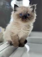 Ragdoll Seal Point Poes, Dieren en Toebehoren, Kattenspeelgoed, Ophalen