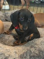 Dwerg/kaninchen mogen verhuizen 2 reutjes 1 teefje, Dieren en Toebehoren, CDV (hondenziekte), 8 tot 15 weken, Korthaar, Dwerg