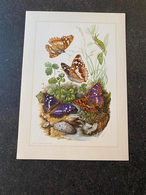 10 prenten insekten vlinders 19x27 samen 22,50 pagevlinder, Antiek en Kunst, Antiek | Schoolplaten, Natuur en Biologie, Ophalen of Verzenden