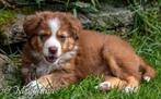 Zeer goed gesocialiseerde Aussie (Australische Herder) pup, Dieren en Toebehoren, Honden | Poolhonden, Keeshonden en Oertypen