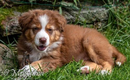 Zeer goed gesocialiseerde Aussie (Australische Herder) pup, Dieren en Toebehoren, Honden | Poolhonden, Keeshonden en Oertypen