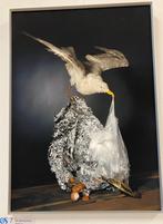 Foto Gekopzilvermeeuw - Joop Schepers (50x70cm), Antiek en Kunst, Ophalen of Verzenden