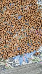 Walnoten – €3,99 per kg (Vaste Prijs) Gedroogd - 2025 OP=OP, Ophalen
