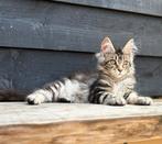 Maine coon kittens met stamboom mogen nu weg, Dieren en Toebehoren, Katten en Kittens | Raskatten | Langhaar, Meerdere dieren
