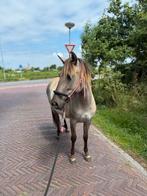 Verzorgster gezocht, Dieren en Toebehoren, Ophalen