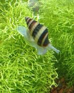 Anatome helena slakken ( slak etende slak), Dieren en Toebehoren, Slak of Weekdier