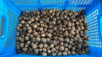 Walnoten 6,8 kilo gedroogd onbespoten  beschikbaar voor biedingen