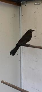 2 merel poppen te koop, Dieren en Toebehoren, Vogels | Parkieten en Papegaaien, Vrouwelijk, Parkiet