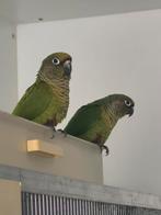 Pyrrhura frontalis, Dieren en Toebehoren, Vogels | Parkieten en Papegaaien, Mannelijk, Parkiet, Geringd