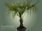 Trachycarpus fortunei (Chinese waaierpalm), Tuin en Terras, Planten | Bomen, 100 tot 250 cm, Zomer, Palmboom, Ophalen