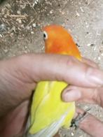 Prachtige piep jonge agapornis fisheri opaline dilute, Dieren en Toebehoren, Vogels | Parkieten en Papegaaien, Meerdere dieren