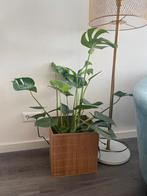 XL Monstera 100cm, Ophalen, Overige soorten