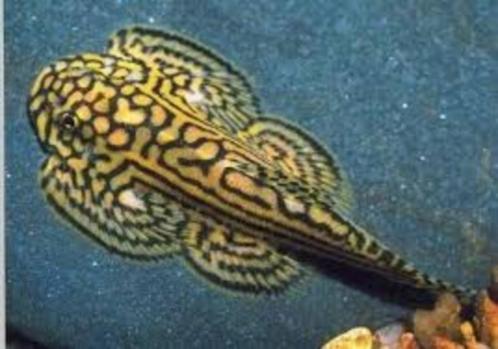 Actie: Sewellia lineolata - Raamplakker - Koidream Valburg, Dieren en Toebehoren, Vissen | Aquariumvissen, Zoetwatervis, Vis