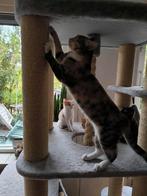 2 kittens, Dieren en Toebehoren, Poes