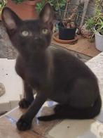 ACE: Pantertje is werkelijk vertederend!, Kater, Kortharig, 0 tot 2 jaar