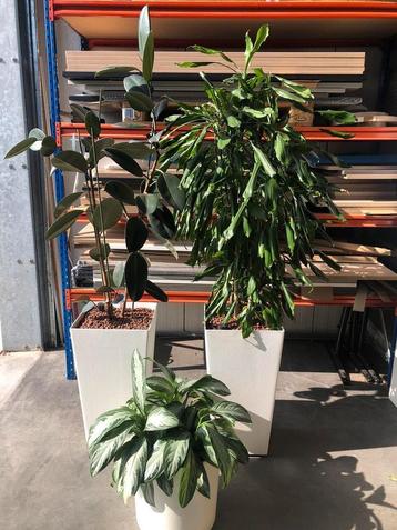 Mooie hydrocultuur planten/ kantoor planten beschikbaar voor biedingen