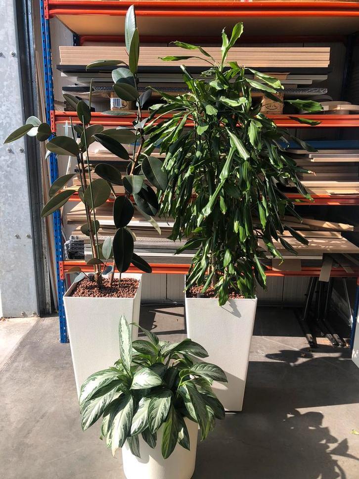 Mooie hydrocultuur planten/ kantoor planten, Huis en Inrichting, Kamerplanten, Overige soorten, 100 tot 150 cm, In pot, Ophalen of Verzenden