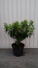 Portugese laurier prunus lustanica angustifolia, Vaste plant, Bloeit niet, Halfschaduw, Ophalen