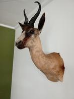 Opgezet kop opgezet dieren, Ophalen of Verzenden, Zo goed als nieuw, Wild dier, Opgezet dier