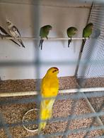 Diverse kromsnavels morgen geopend, Meerdere dieren, Parkiet