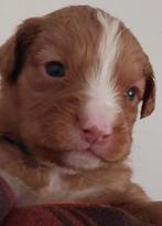 Nova Scotia Duck Tolling Retriever pups, Dieren en Toebehoren, Fokker | Hobbymatig, Rabiës (hondsdolheid), Overige rassen, 8 tot 15 weken