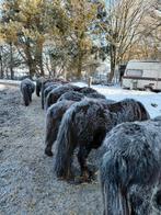 meerdere zwarte shetlanders te koop, Dieren en Toebehoren, Pony's, Met stamboom, Niet van toepassing, A pony (tot 1.17m), 3 tot 6 jaar