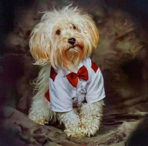 Dek reu (multipoo), Dieren en Toebehoren, Honden | Dekreuen, Reu, Particulier, Eén hond, Nederland, 1 tot 2 jaar, CDV (hondenziekte)