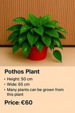 Fresh plants. 50/65cm, Huis en Inrichting, Kamerplanten, Ophalen of Verzenden, Overige soorten, Minder dan 100 cm