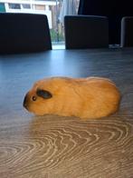 California rood beer 11 maanden oud., Dieren en Toebehoren, Knaagdieren, Cavia, Mannelijk, December, Tam