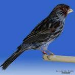 Te Koop ;Koppel Kanaries Zwart wit/ Zwart geel geringd 2025, Dieren en Toebehoren, Vogels | Kanaries, Meerdere dieren, Kleurkanarie