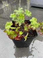 Geranium 'Biokovo' (Ooievaarsbek) in P9 pot, Tuin en Terras, Planten | Tuinplanten, Ophalen, Bodembedekkers, Vaste plant, Halfschaduw