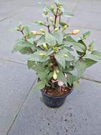planten, Ophalen, Zomer, Overige soorten, Volle zon