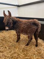 Miniature ezel, Dieren en Toebehoren, Juli, Mannelijk