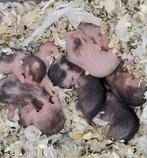 Nestje Syrische-goudhamsters GEBOREN, Dieren en Toebehoren, Knaagdieren, Hamster, Meerdere dieren, Tam, Oktober